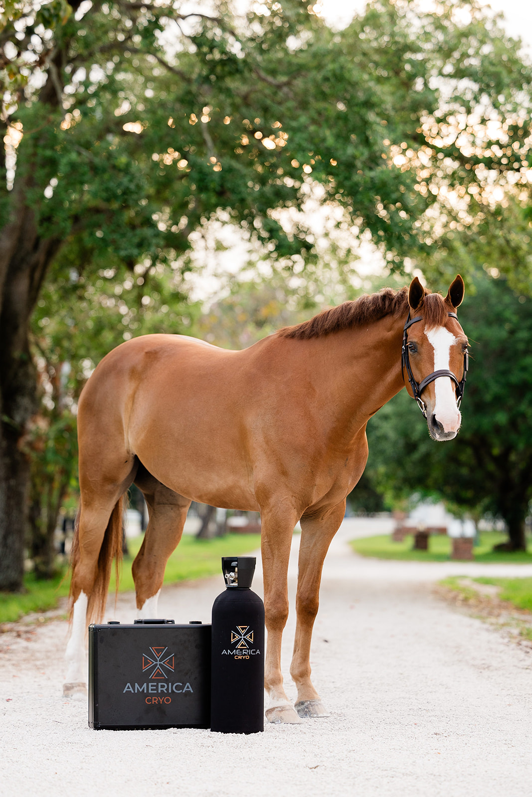 Horse standing beside America Cryo equipment on a tree-lined lane